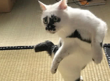 日本网友养了一只奇怪的猫,行为举止让人相当惊讶!像是一只猫妖 日本网友养了一只奇怪的猫,行为举止让人相当惊讶!像是一只猫妖