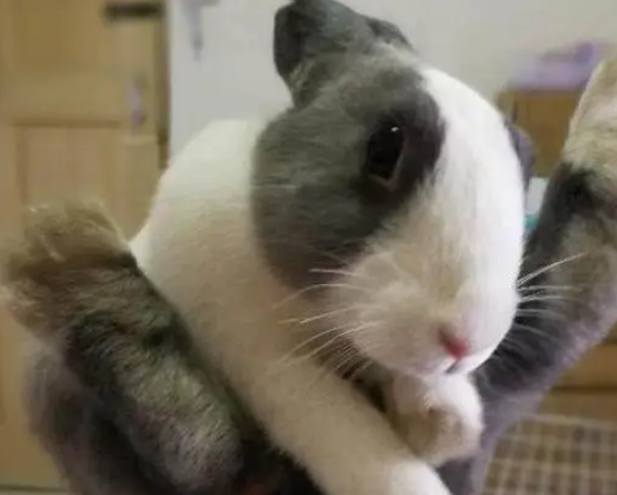 为啥兔子比猫难养这么多