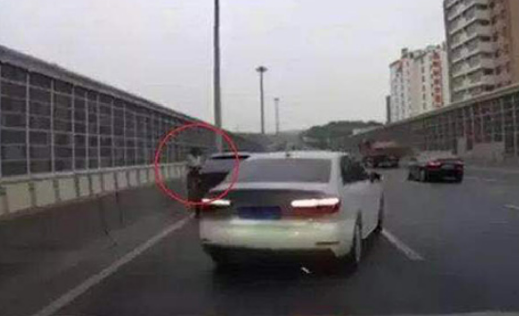 高速路上遇猫怎么办？上海交警回答停”
