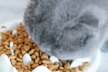 度歌猫粮——品质一流，值得信赖