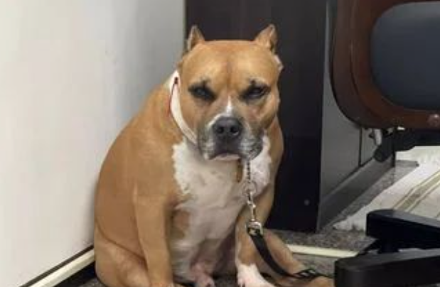 警犬吃太胖被要求减肥,结果遭5000万人围观,太丢脸喽 警犬吃太胖被要求减肥,结果遭5000万人围观,太丢脸喽