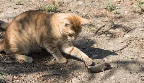 家里有猫是不是就没有老鼠了