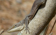 大陆及岛屿分布的安乐蜥属蜥蜴的环境适应性形态的趋同进化模式
