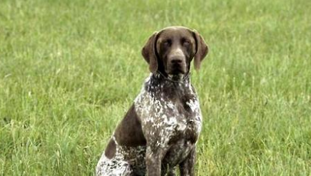 指示犬是什么意思？为什么叫指示犬？