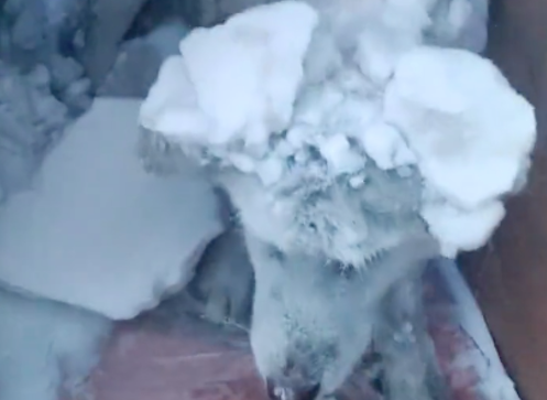 下雪天忘记让狗进屋了,出门看发现它全身都被雪覆盖,好笑又心疼 下雪天忘记让狗进屋了,出门看发现它全身都被雪覆盖,好笑又心疼