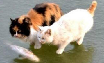 抓鱼猫是一个怎样的诈骗 抓鱼猫是一个怎样的诈骗