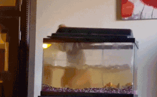 猫咪为了偷吃使出浑身解数,结果…… 猫咪为了偷吃使出浑身解数,结果……