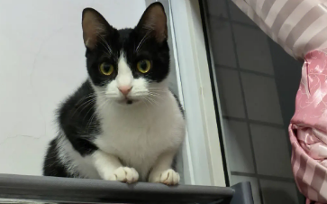 奶牛猫适合新手养吗 奶牛猫适合新手养吗