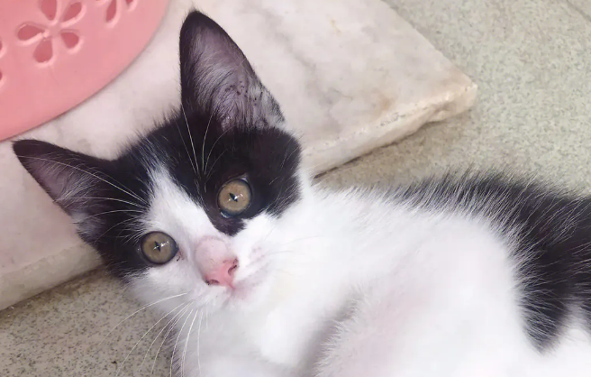 为什么有橘猫、奶牛猫、三花猫？