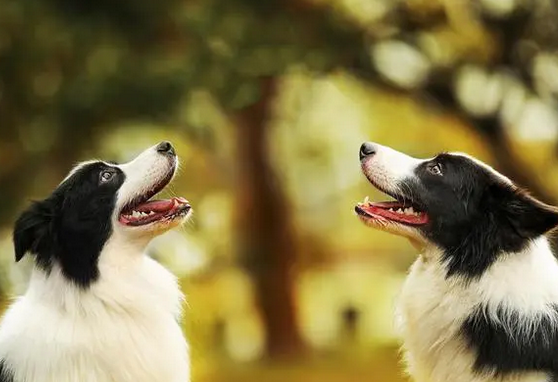 纯种边境牧羊犬价格