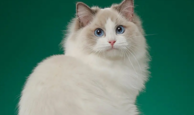布偶猫120万的什么样