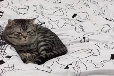 主人刚铺好床单猫就打滚,猫:听说你在拍我?网友:床上“长猫”