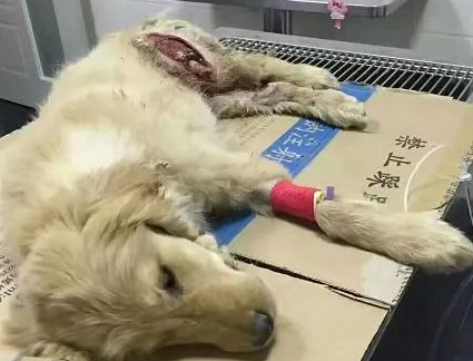 被主人丢在马路边等死小金毛,拖着残疾的双腿求人带它回家... 被主人丢在马路边等死小金毛,拖着残疾的双腿求人带它回家...