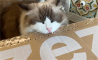 最便宜的猫多少钱一只