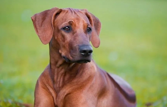 勇猛的“非洲猎狮者”,罗得西亚脊背犬! 勇猛的“非洲猎狮者”,罗得西亚脊背犬!