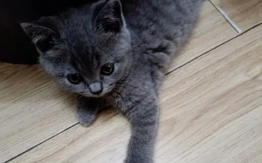 蓝猫吃什么能长胖又发腮