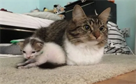 只生一只猫仔的寓意