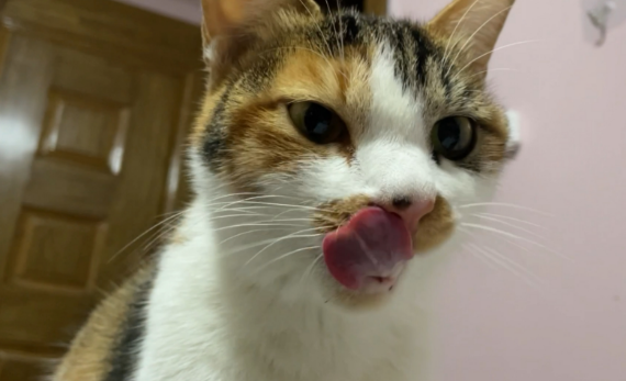 猫咪舔嘴就是嘴馋?答案可没那么简单 猫咪舔嘴就是嘴馋?答案可没那么简单