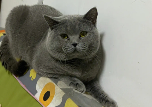 蓝猫是什么品种? 蓝猫是什么品种?