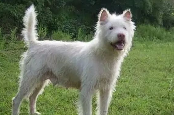 下司犬会咬人吗，贵州下司犬怎么样训练，下司犬的缺点