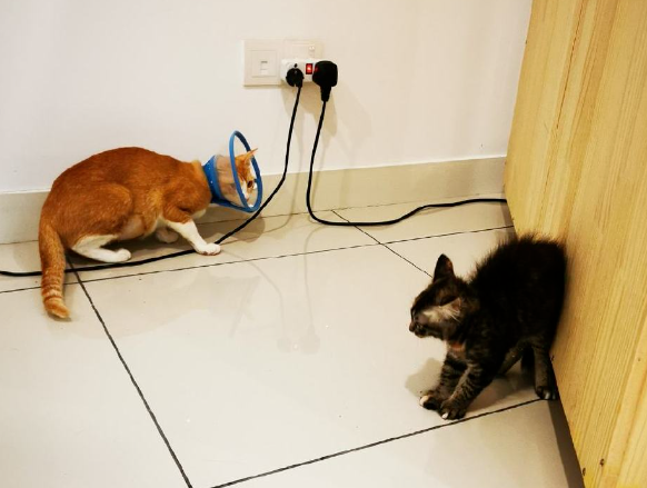 主人烫了个爆炸头回家,把猫咪耳朵都吓没了,网友:猫以为你炸毛了 主人烫了个爆炸头回家,把猫咪耳朵都吓没了,网友:猫以为你炸毛了