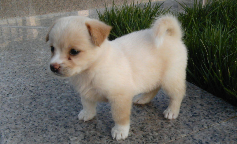 一只纯种中华田园犬幼犬多少钱