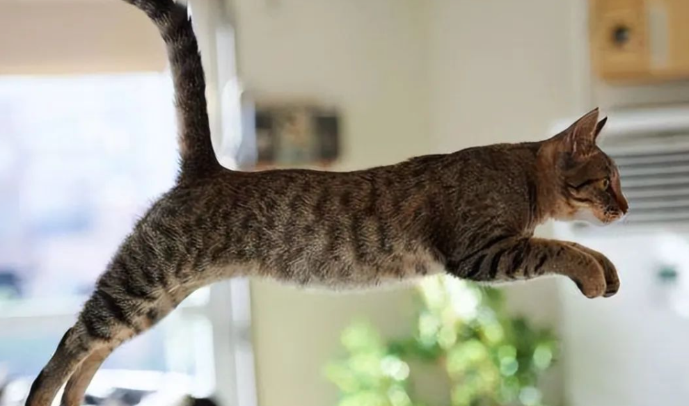 成熟的铲屎官才知道,猫咪突然满屋子“疯跑”,是在给你发信号 ! 成熟的铲屎官才知道,猫咪突然满屋子“疯跑”,是在给你发信号 !