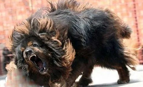 藏獒之王--鬼獒,世界上最凶猛的狗,没有之一 藏獒之王--鬼獒,世界上最凶猛的狗,没有之一