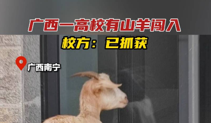 山羊闯入广西一高校,网友:这是只爱学习的羊! 山羊闯入广西一高校,网友:这是只爱学习的羊!