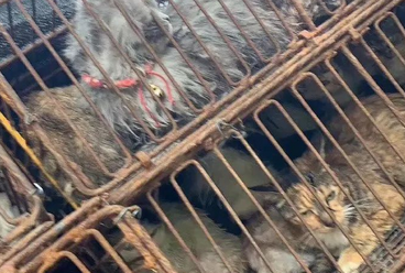 近百上海网友截下运猫车救下860只猫