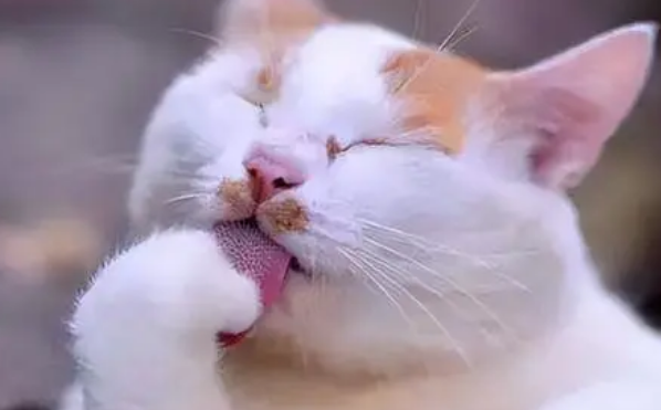 最简单的养猫方法