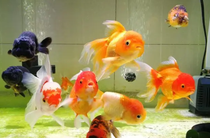 水循环能代替打氧吗 水循环能代替打氧吗