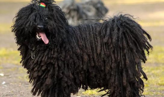 波利犬吃什么狗粮好 健康饲养宠物很重要 波利犬吃什么狗粮好 健康饲养宠物很重要