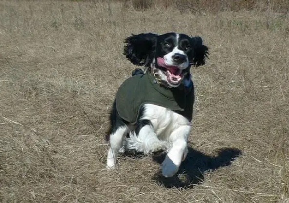 史宾格犬一天吃多少狗粮