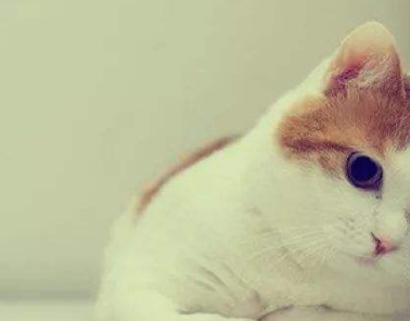 猫咪揣手姿势滑稽，网友看完照片发笑了：不愧是我家猫咪