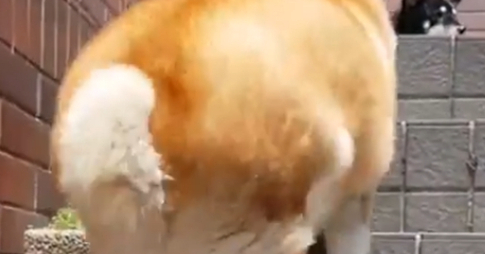 柴犬胖得下楼梯都困难,一蹦一蹦太可爱了,像个小炮弹 柴犬胖得下楼梯都困难,一蹦一蹦太可爱了,像个小炮弹