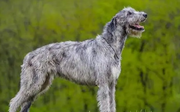爱尔兰猎狼犬的形态特征 头颈部较长腿部较直
