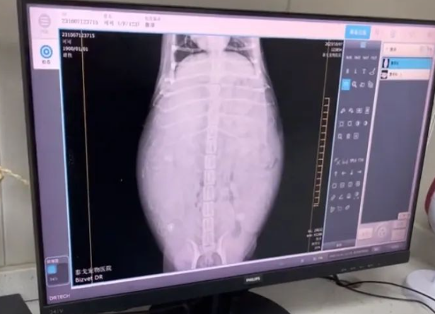 柯基被全村最潦草的狗子霍霍了,生娃堪比开盲盒。柯基主人:你这女婿我不认!!! 柯基被全村最潦草的狗子霍霍了,生娃堪比开盲盒。柯基主人:你这女婿我不认!!!