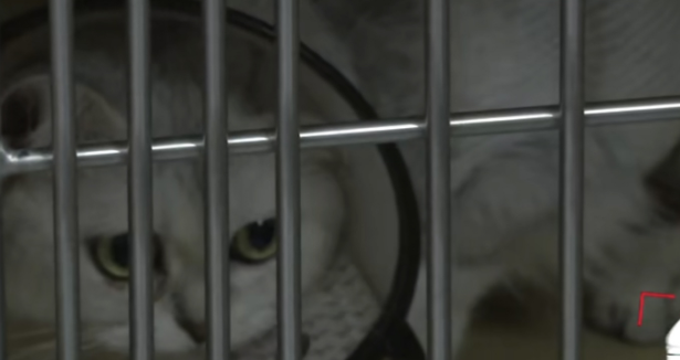 把母猫和7只小猫放宠物医院,2只死亡,医院说适者生存 把母猫和7只小猫放宠物医院,2只死亡,医院说适者生存