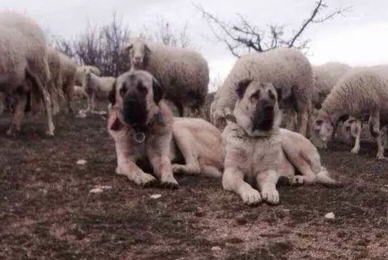世界第一猛犬,坎高犬大战大灰狼,场面惨烈,让人直冒冷汗 世界第一猛犬,坎高犬大战大灰狼,场面惨烈,让人直冒冷汗