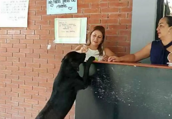 狗狗在校园当保安之余,还会用树叶去小卖铺买零食吃 狗狗在校园当保安之余,还会用树叶去小卖铺买零食吃