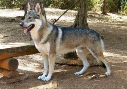 捷克狼犬在哪里可以买到