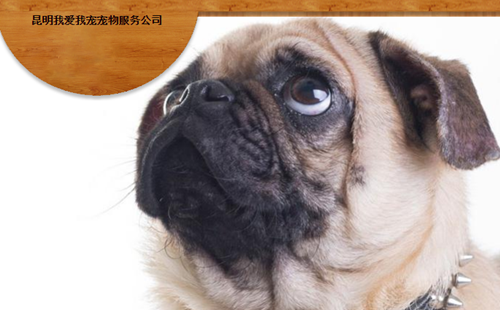 我爱我宠