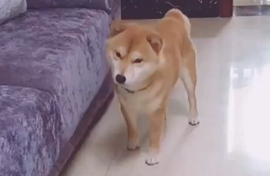 柴犬被地插电嘴,主人假装手也被电,狗子的举动暖心了…… 柴犬被地插电嘴,主人假装手也被电,狗子的举动暖心了……