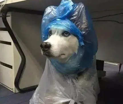 网友给哈士奇穿上自制雨衣，下一秒二哈怀疑狗生了，笑喷！