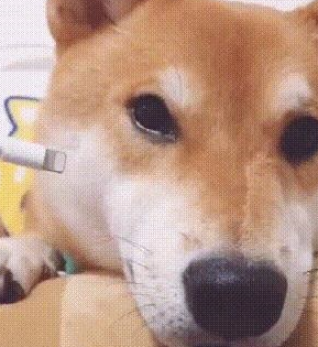 铲屎官给柴犬“充电”,狗狗那甜美一笑太治愈了,心都要萌化了! 铲屎官给柴犬“充电”,狗狗那甜美一笑太治愈了,心都要萌化了!