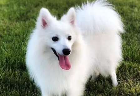 银狐犬混血咋样
