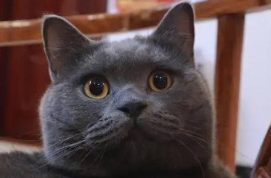 蓝色的猫和橙色的鱼 蓝色的猫和橙色的鱼