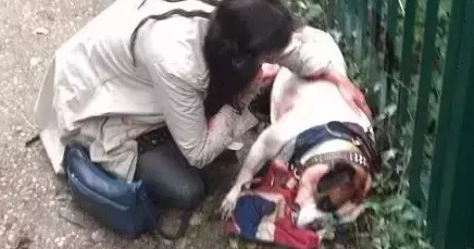 美斗和邻居的狗打架被对方主人猛刺致死 美斗和邻居的狗打架被对方主人猛刺致死