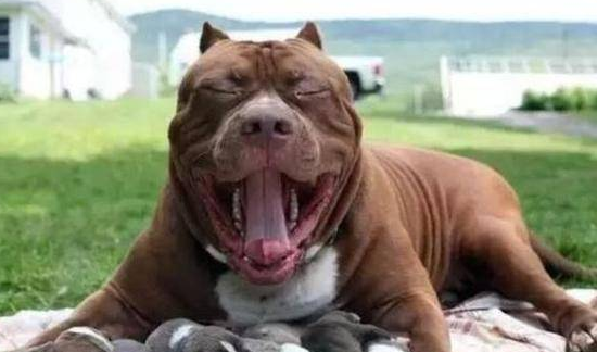 女子养出巨型斗牛犬,产下幼崽价值几百万 女子养出巨型斗牛犬,产下幼崽价值几百万
